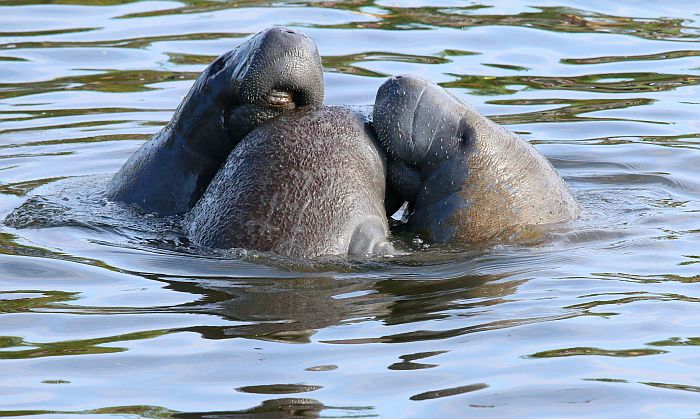 River manatees in Peru. Unsplash photo by Paul Crook