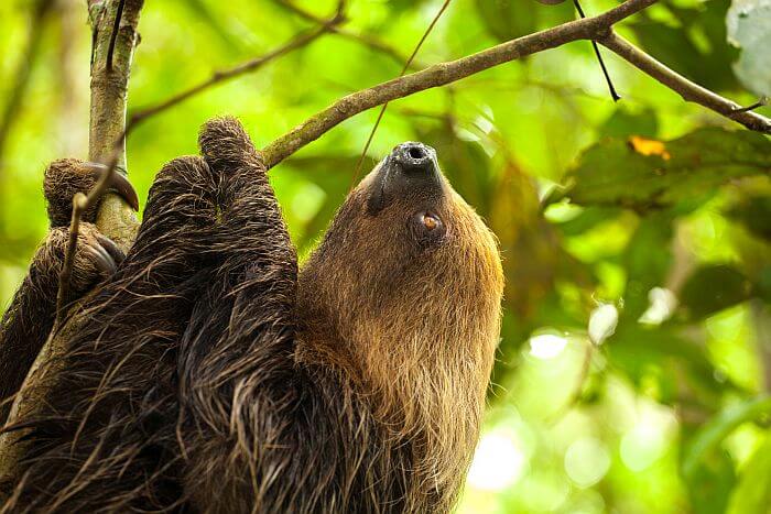 wildlife spotting on an Amazon cruise excursion