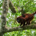 howler monkey with baby Amazon jungle